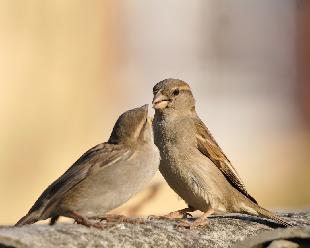 Boosting Bitcoin Privacy with CoinJoin Sparrow Integration