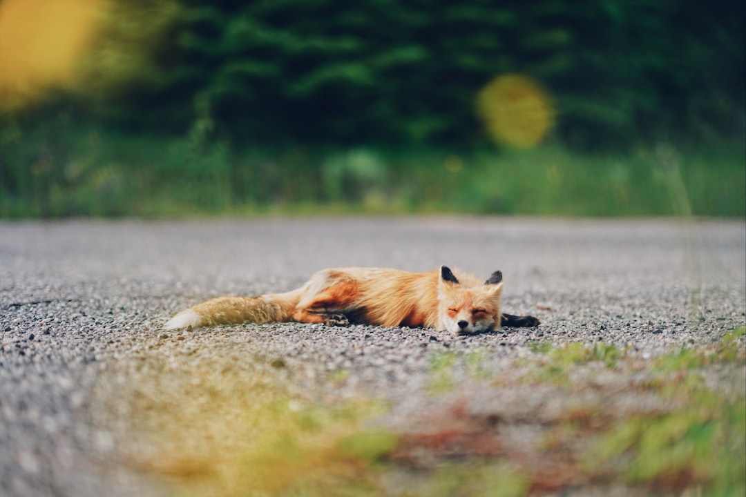 Firefox Privacy Boost: Secure Your Browsing