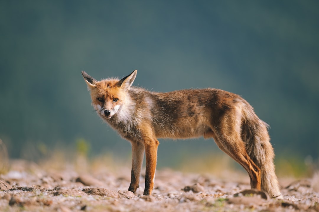 Firefox Privacy Enhancements: Boost Your Online Security