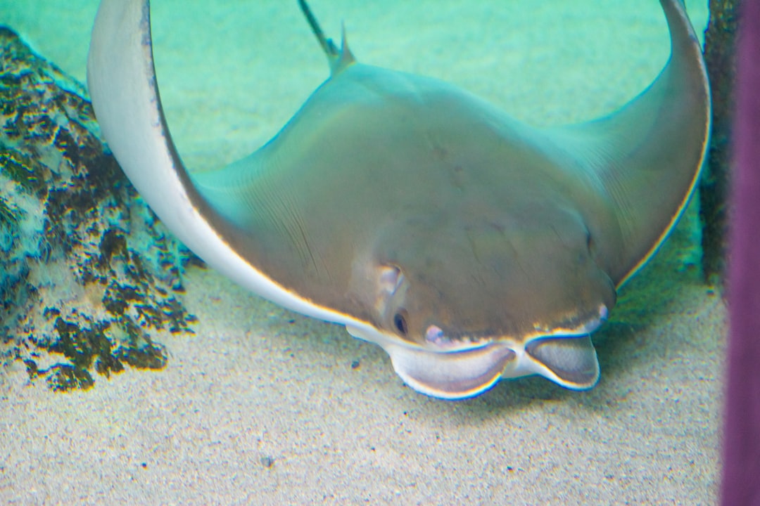 Manta Pacific Layer: Revolutionizing Crypto Privacy