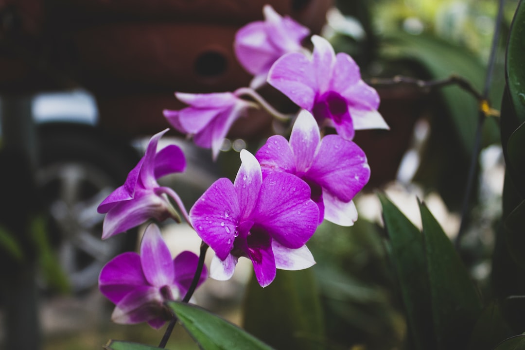Orchid VPN Protocol: Revolutionizing Privacy for Cryptocurrency Enthusiasts