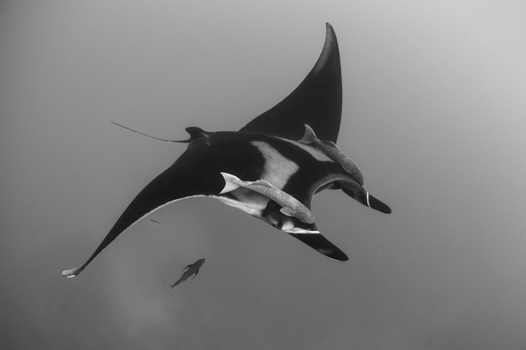 Private NFTs: Unlocking Manta zkSBT for Enhanced Crypto Privacy