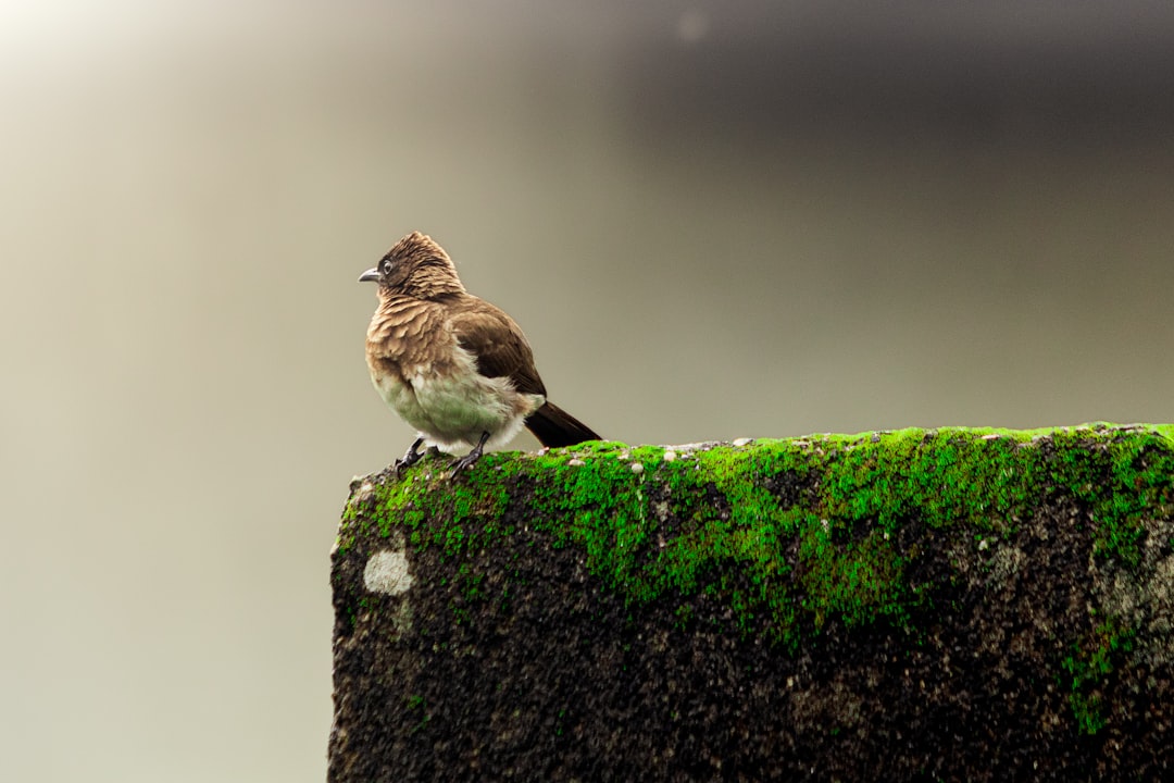 Sparrow Wallet vs Wasabi: Choosing the Best Privacy-Focused Crypto Wallet