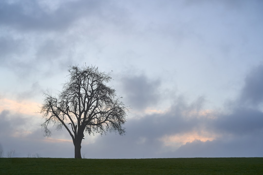 The Commitment Tree: A Revolutionary Approach to Cryptocurrency Privacy