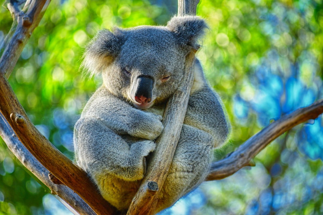 Understanding AUSTRAC Regulations for Cryptocurrency Privacy in Australia