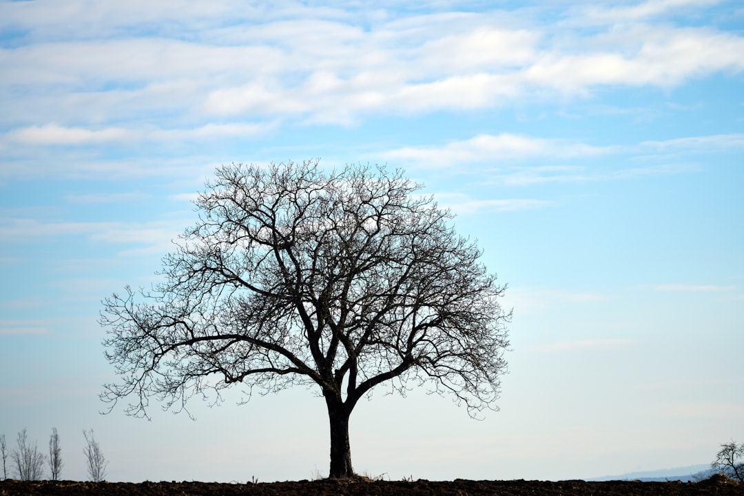 Understanding Commitment Trees in Cryptocurrency Privacy