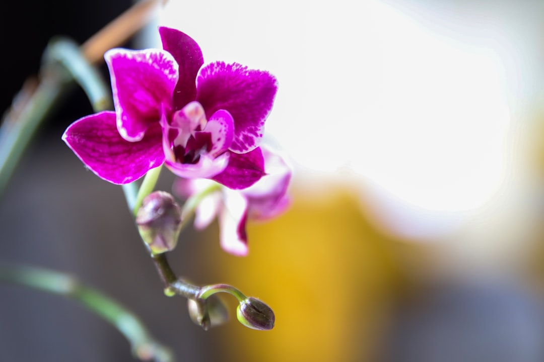 Understanding Orchid VPN Protocol: A Deep Dive into Decentralized Privacy
